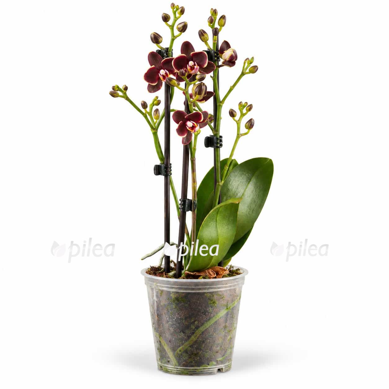 phalaenopsis banana chocolate