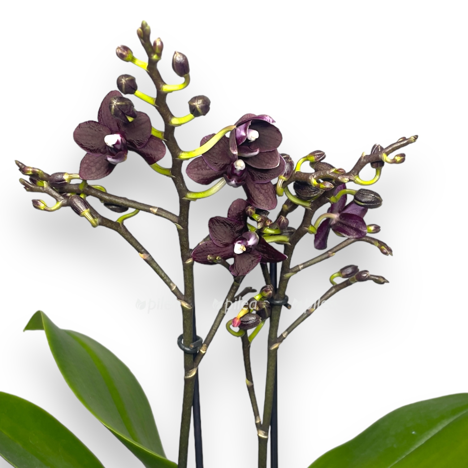 phalaenopsis black pearl 1 1