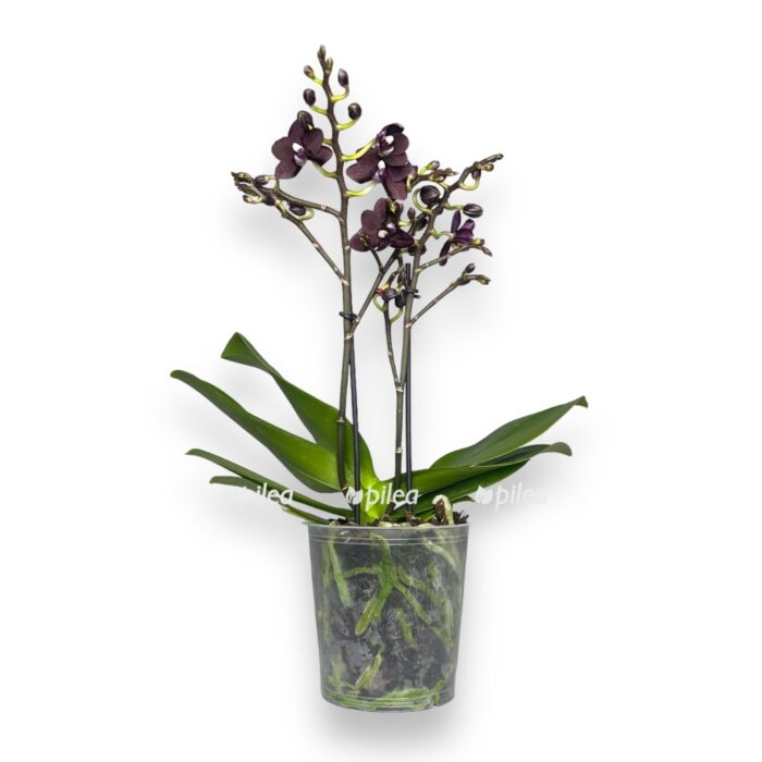 phalaenopsis black pearl e1711047641815