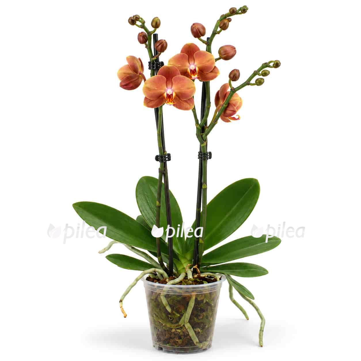 phalaenopsis brion