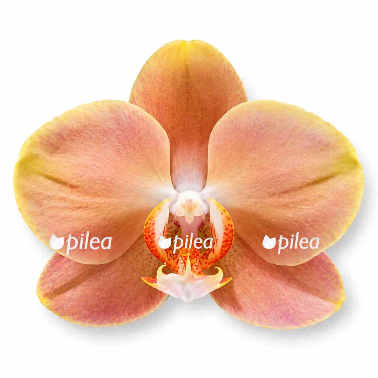 phalaenopsis brion