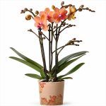 phalaenopsis horizon