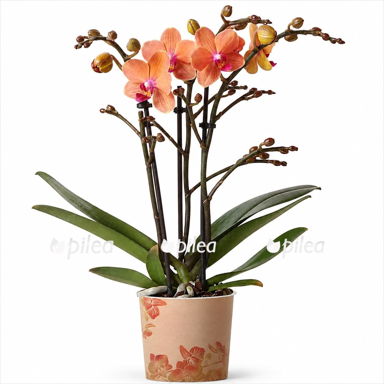 phalaenopsis horizon
