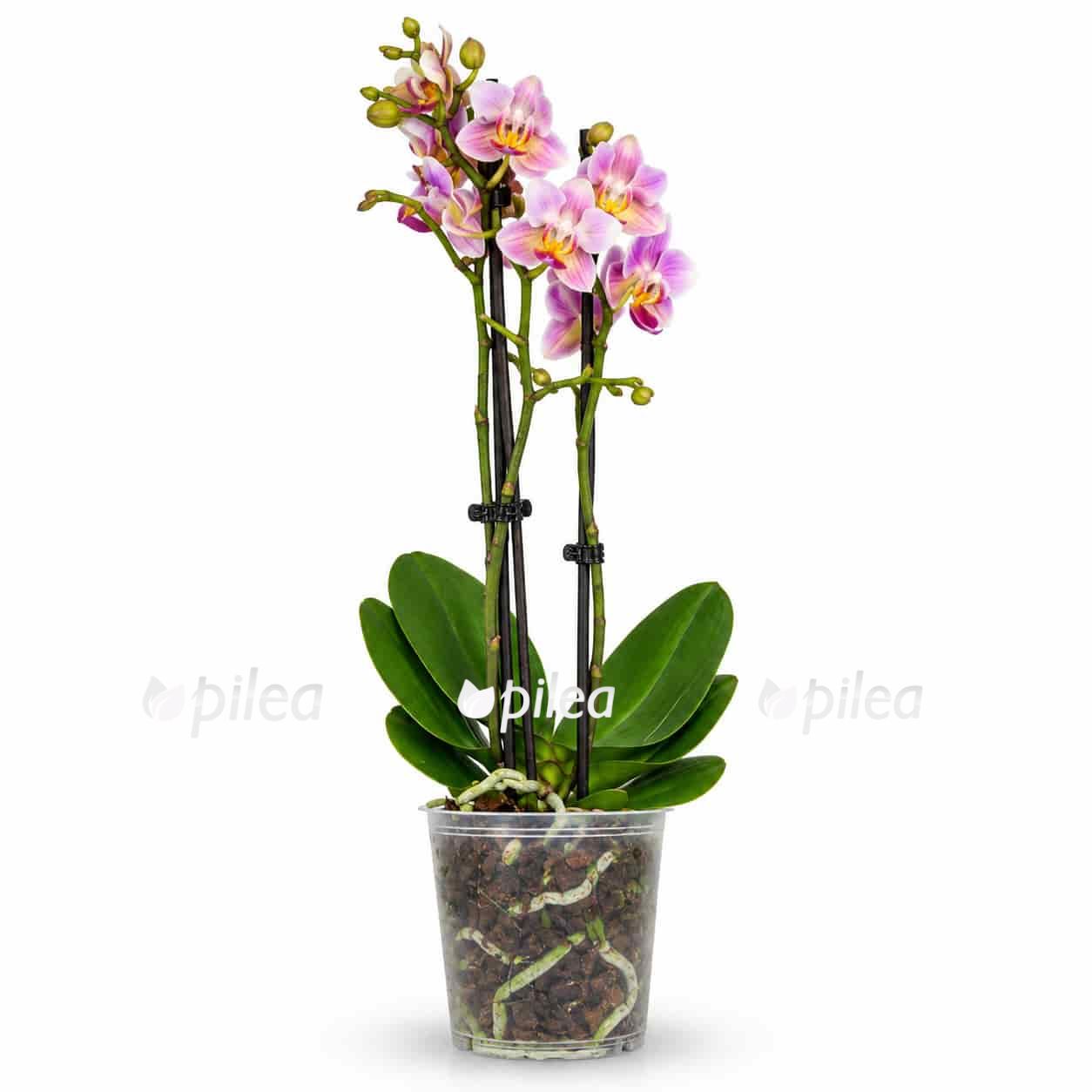 phalaenopsis-jc-red-peacock phalaenopsis jc red peacock