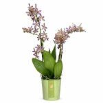 phalaenopsis multi spider