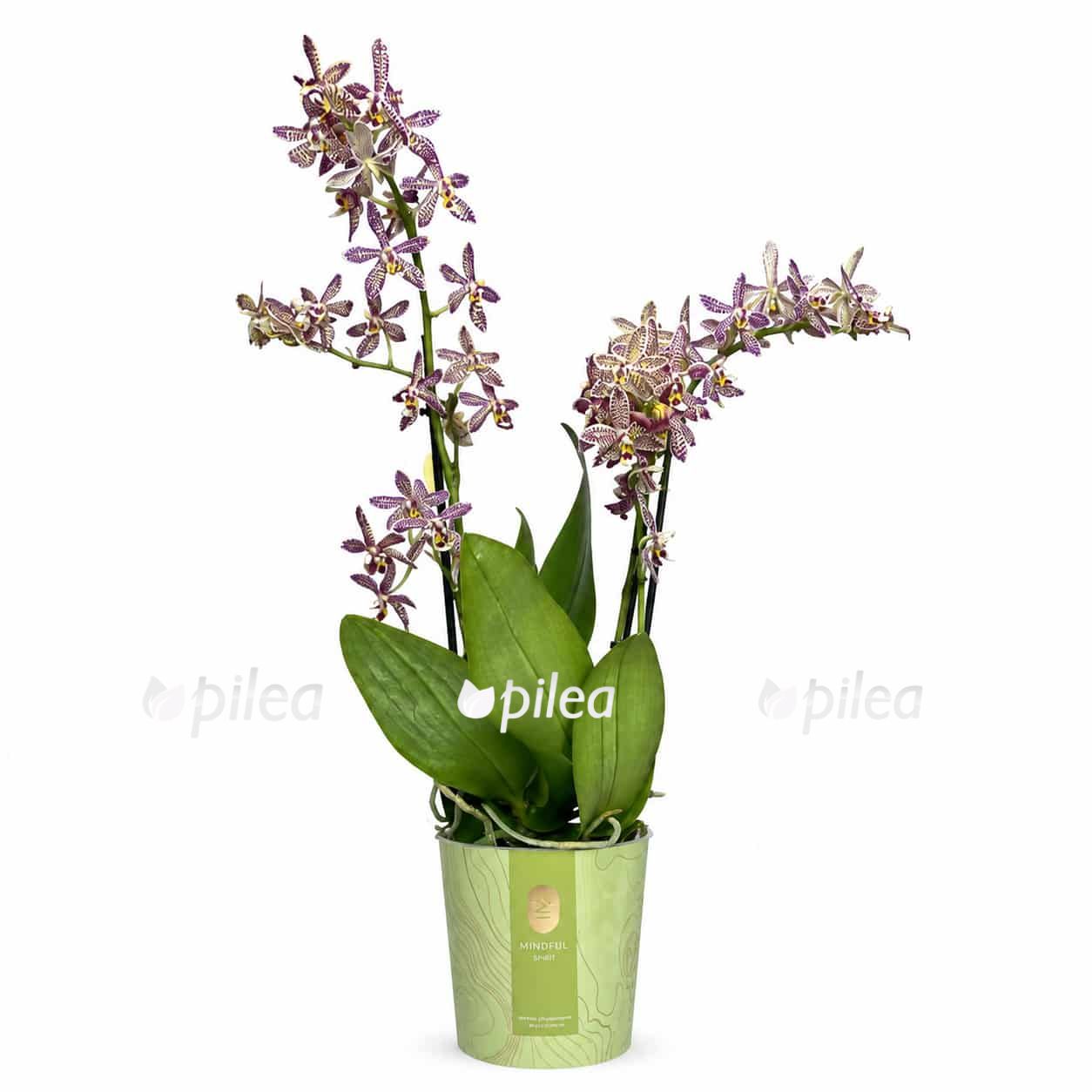 phalaenopsis multi spider