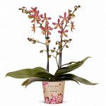 phalaenopsis multi spider