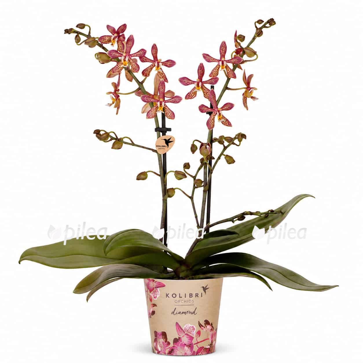 phalaenopsis multi spider