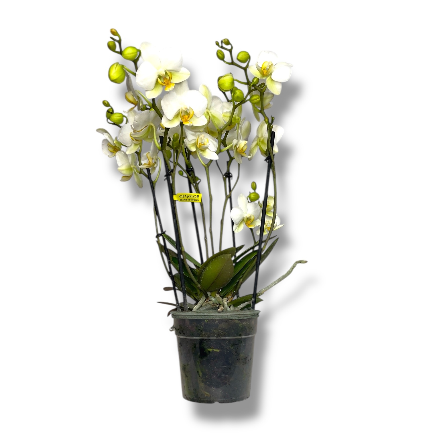 phalaenopsis multiflora bougetto white