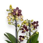 phalaenopsis multiflora esme e1697819563246