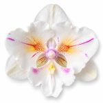 phalaenopsis popcorn