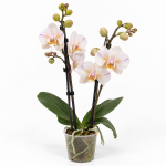 phalaenopsis popcorn butterfly