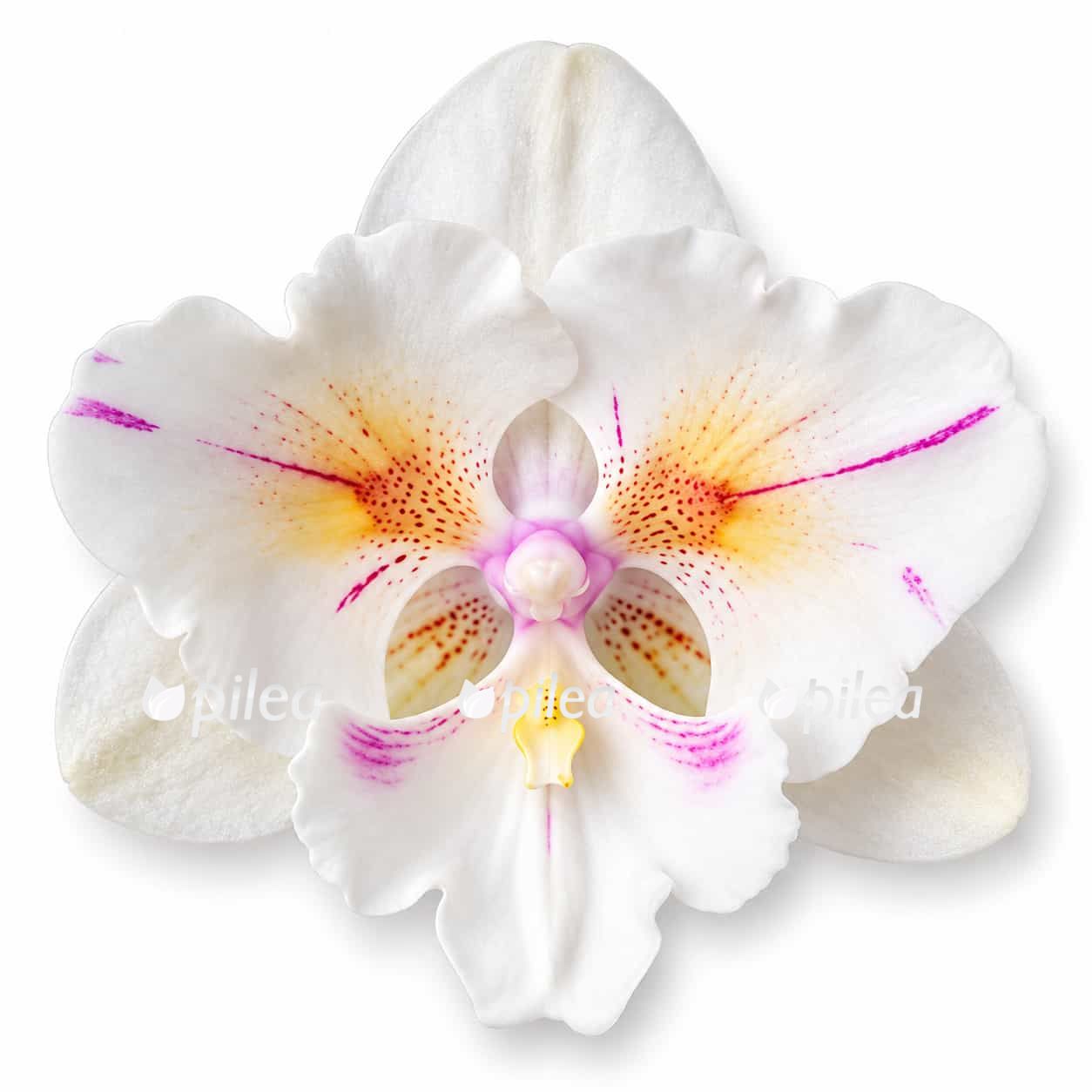 phalaenopsis popcorn