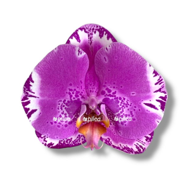 phalaenopsis singolo victoria e1765644580422