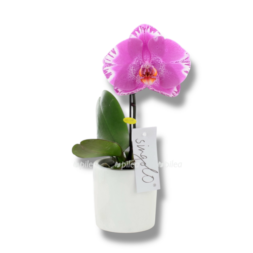 phalaenopsis singolo victoria e1768209240157