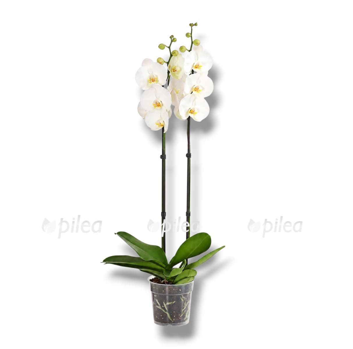 phalaenopsis-tokyo phalaenopsis tokyo 1
