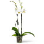 phalaenopsis tokyo