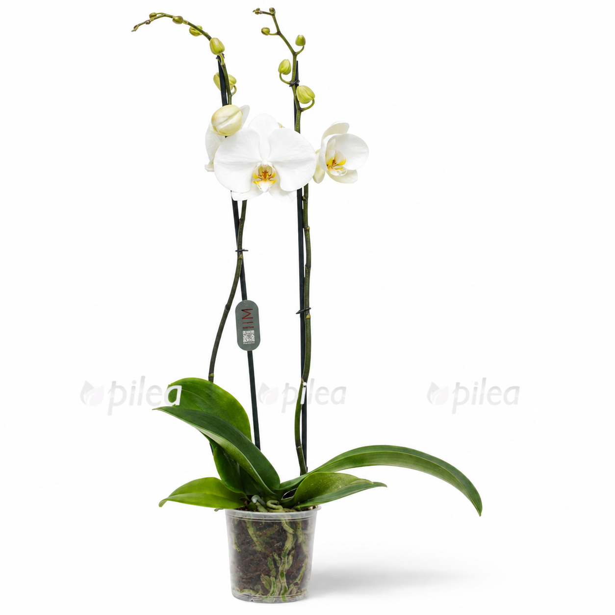 phalaenopsis tokyo