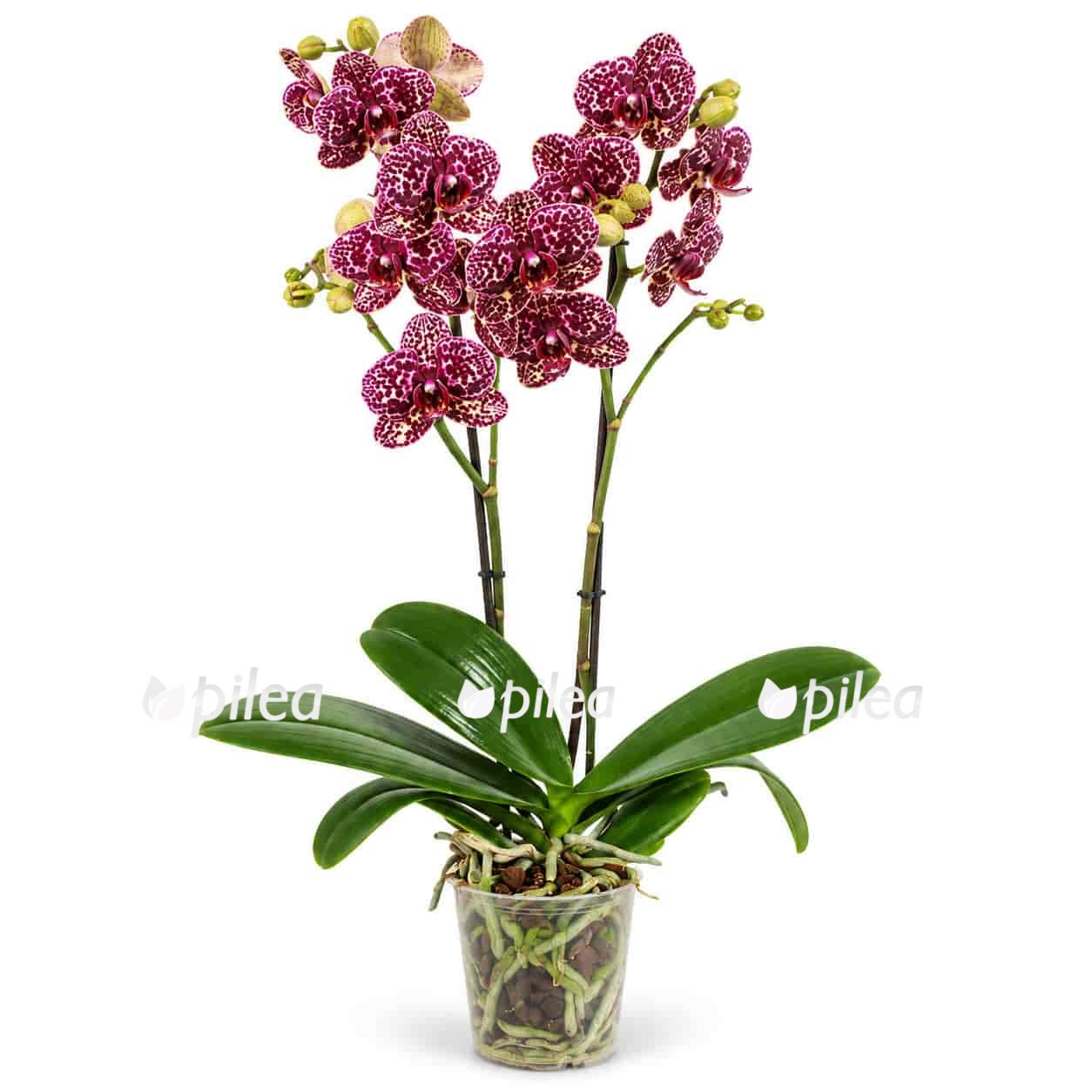 phalaenopsis wild cat