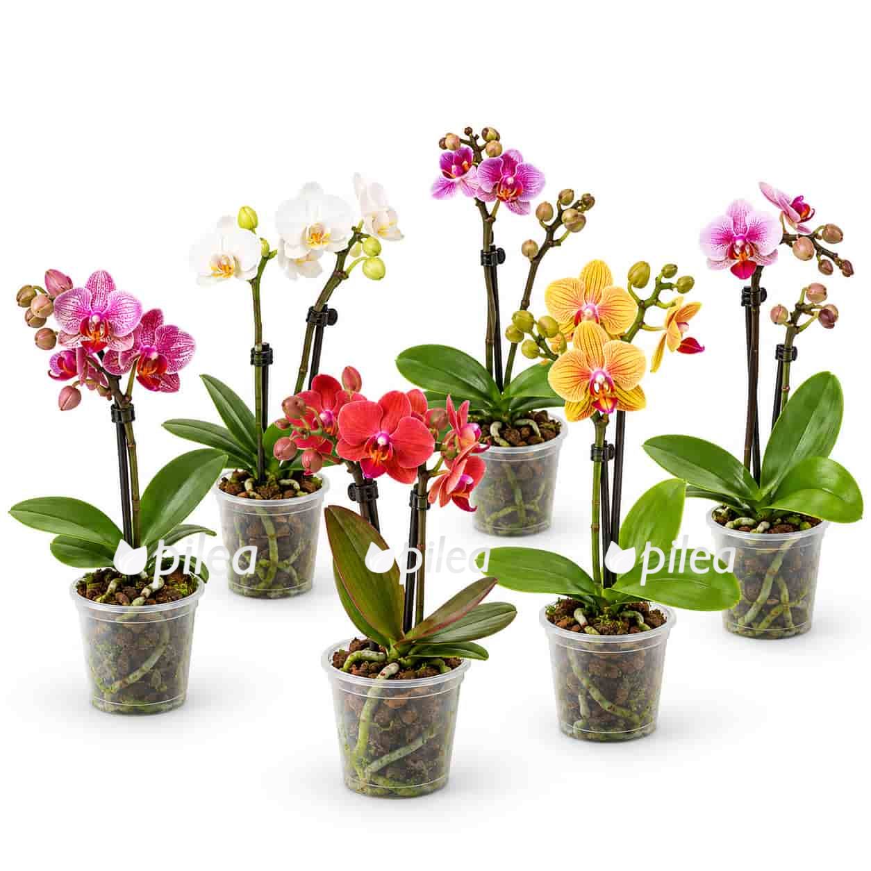 phalenopsis mini