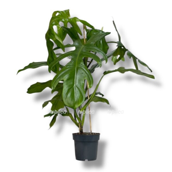 philod ndron elegans e1748874730717