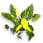 philodendron burle marx variegated