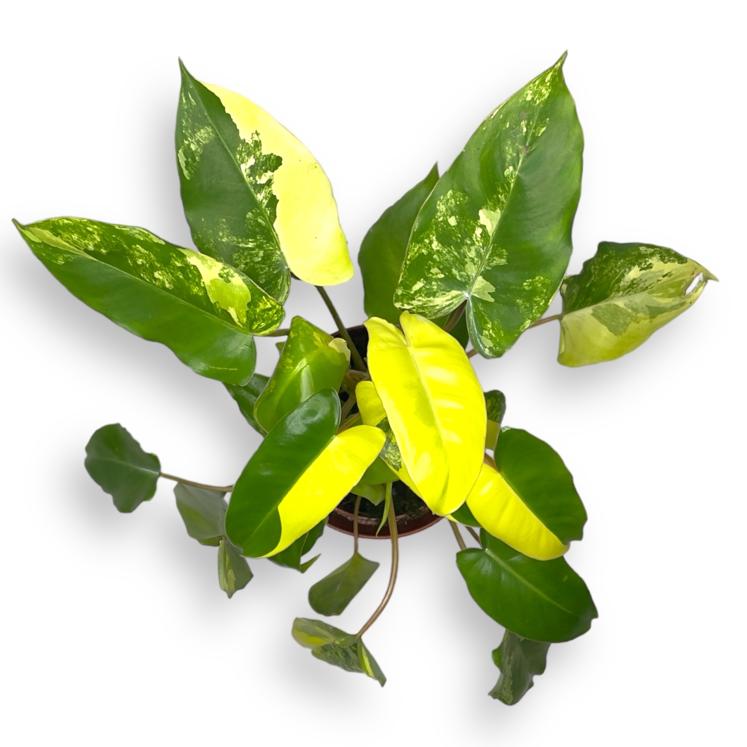 philodendron burle marx variegated