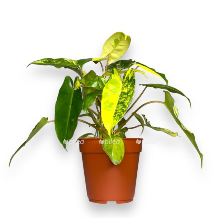 philodendron burle marx variegated e1704297905366