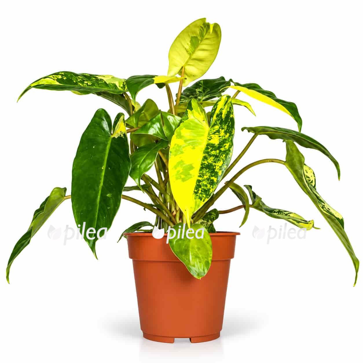 philodendron burle marx variegated