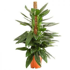 philodendron cobra