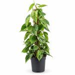 philodendron hederaceum oxycardium variegata 2