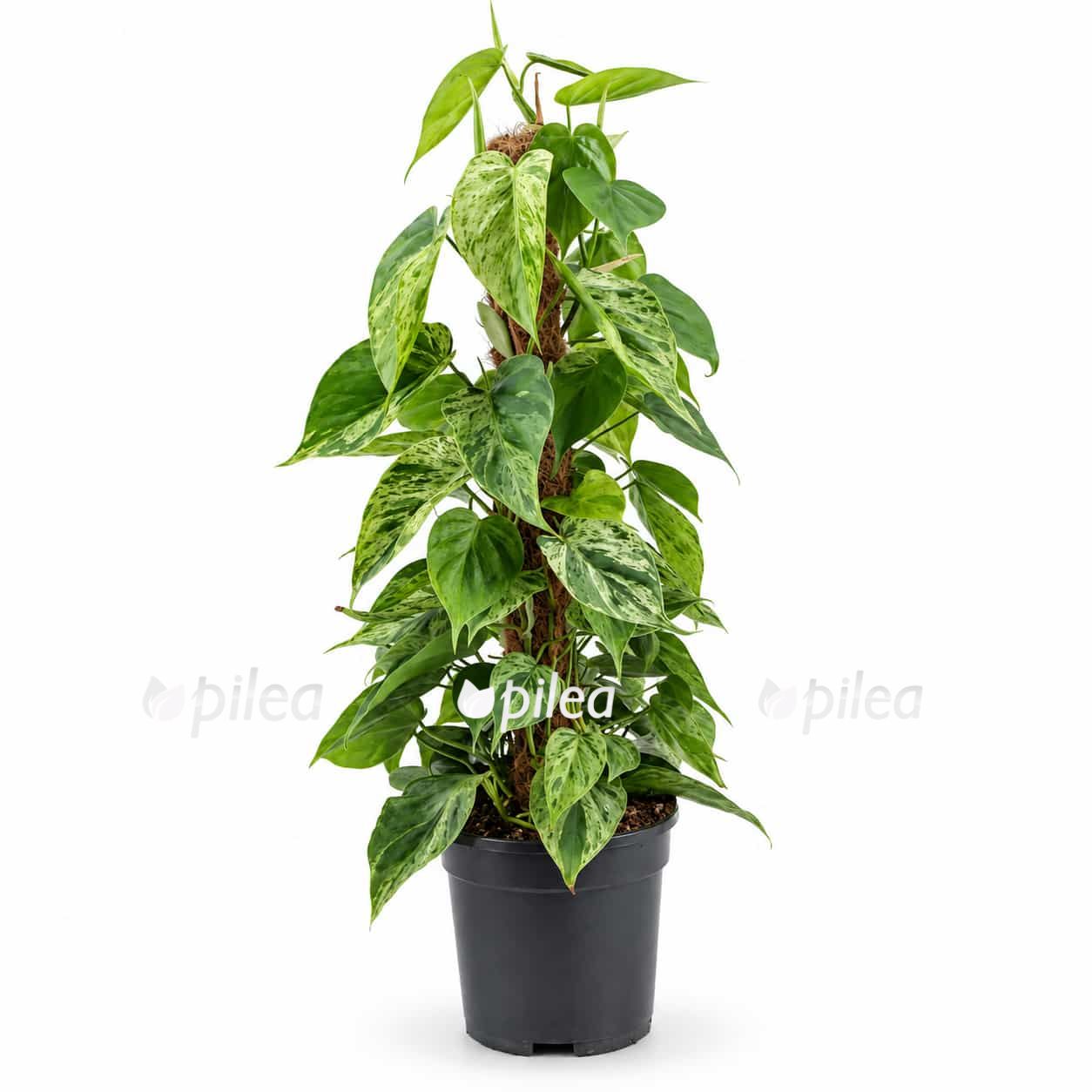 philodendron hederaceum oxycardium variegata 2