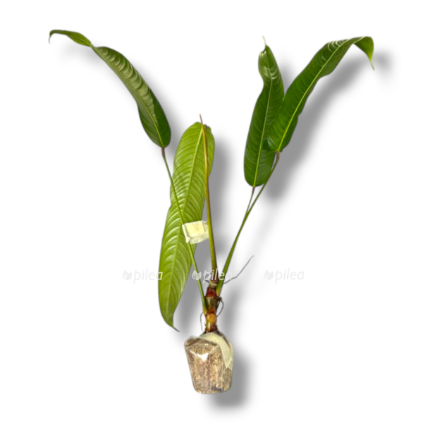 philodendron heterocraspedon e1763135451874