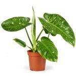 philodendron jose buono