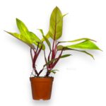 philodendron medusa