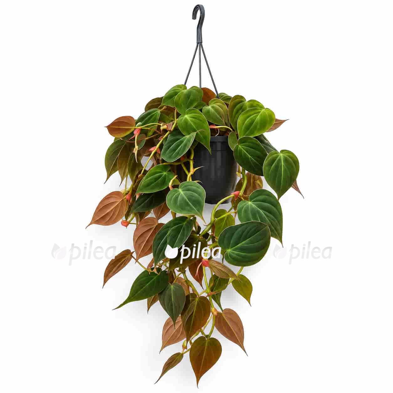 philodendron micans