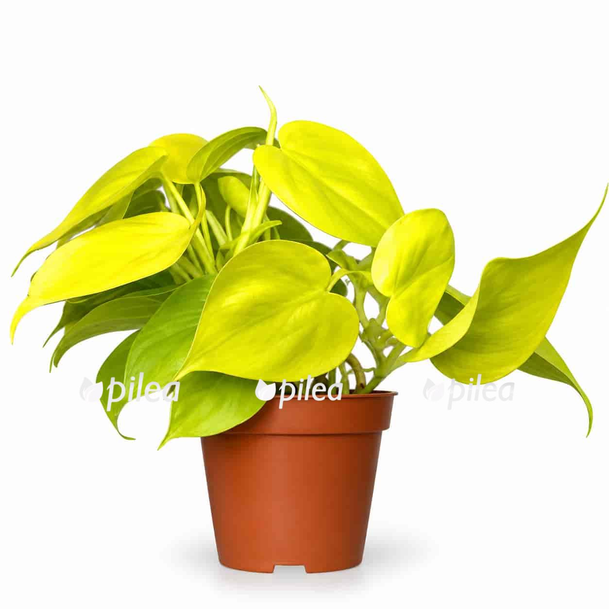 philodendron scandens lemon lime