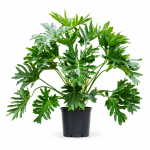 philodendron selloum hope