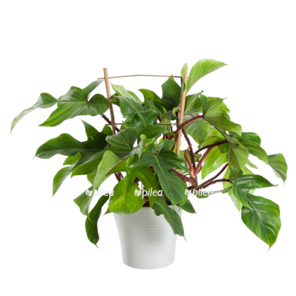 philodendron squamiferum e1759932938711