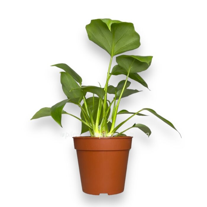 Филодендрон Варшевича купить