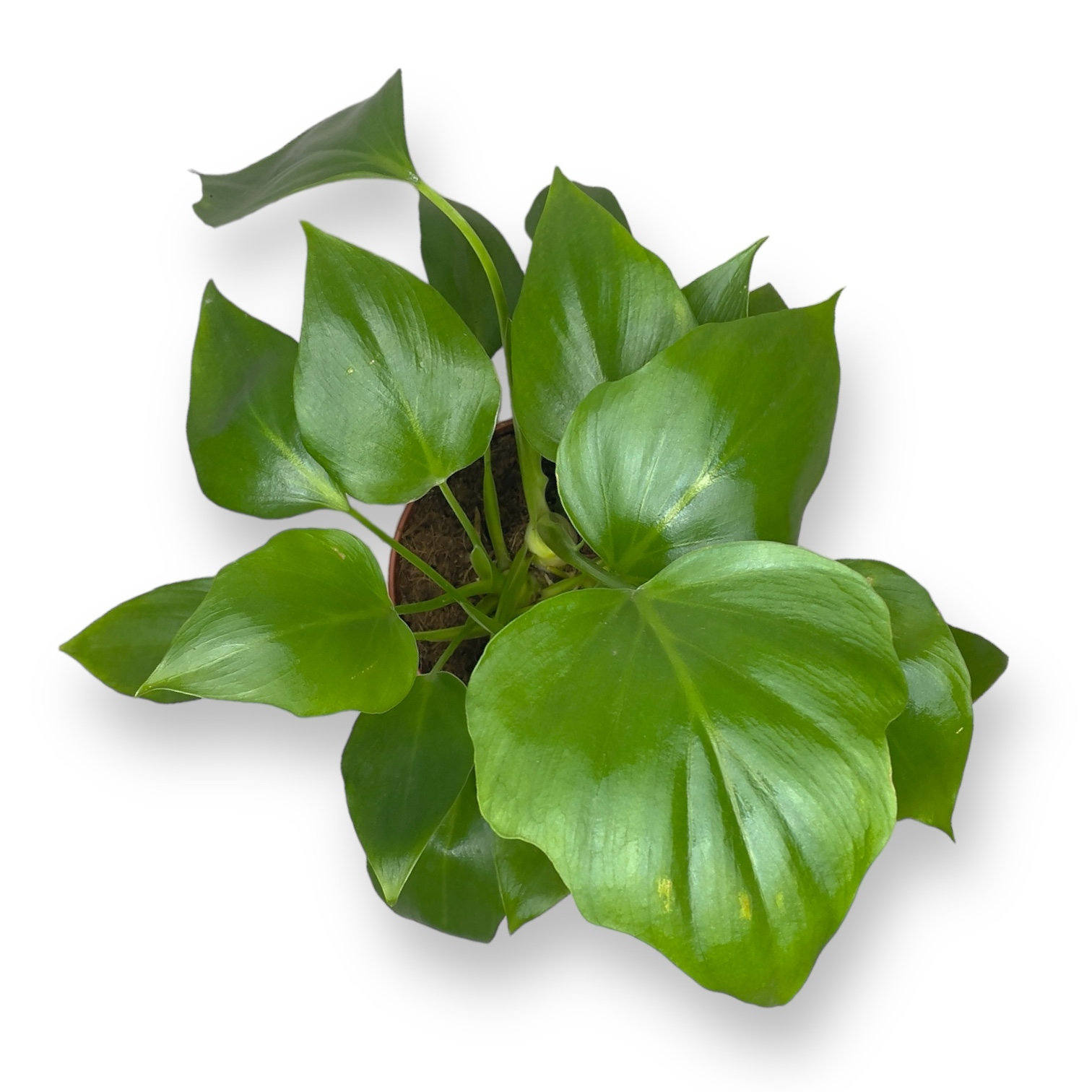 philodendron warscewiczii