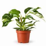 philodendron white wisard