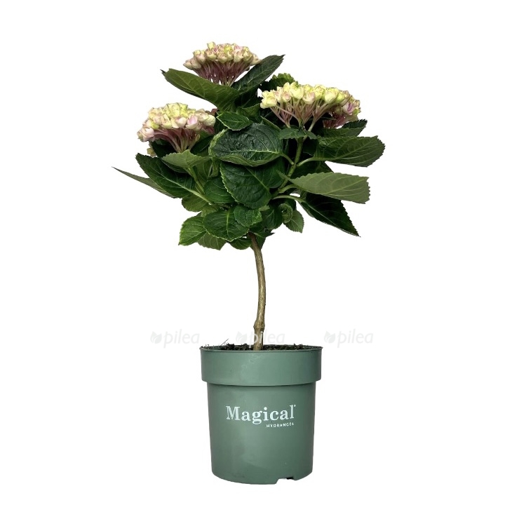 photoroom 20230414 083346