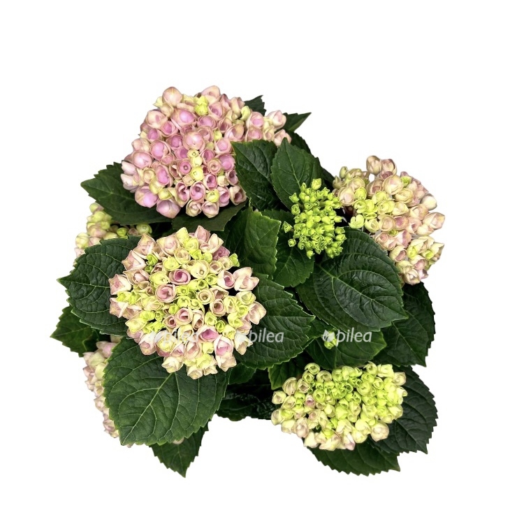 photoroom 20230414 083357