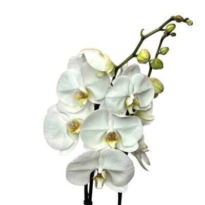 photoroom 20230414 210840