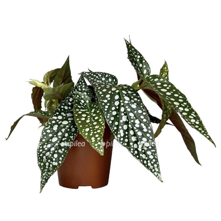 photoroom_20230418_232422.jpeg photoroom 20230418 232422