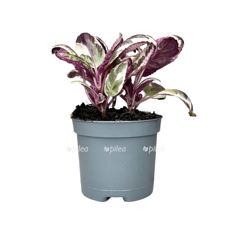 photoroom 20230423 092537