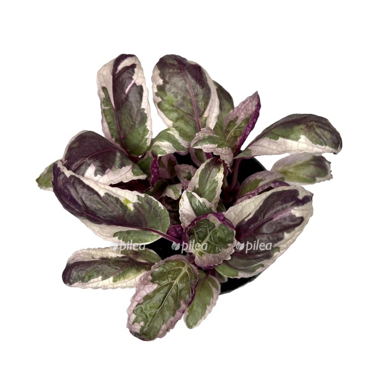 photoroom 20230423 092555