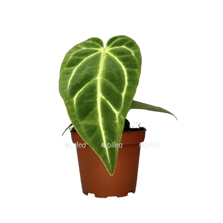 photoroom 20230424 112139