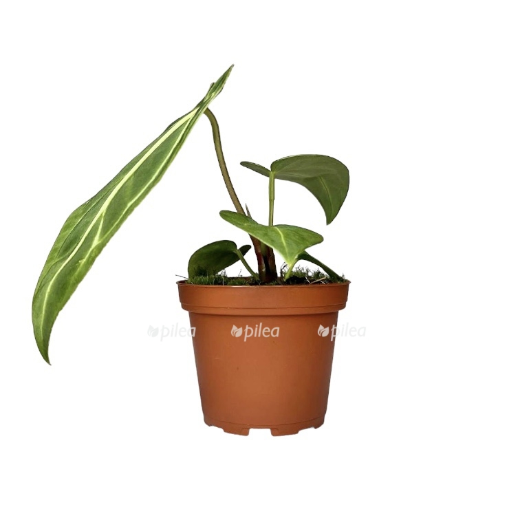 photoroom 20230424 112151